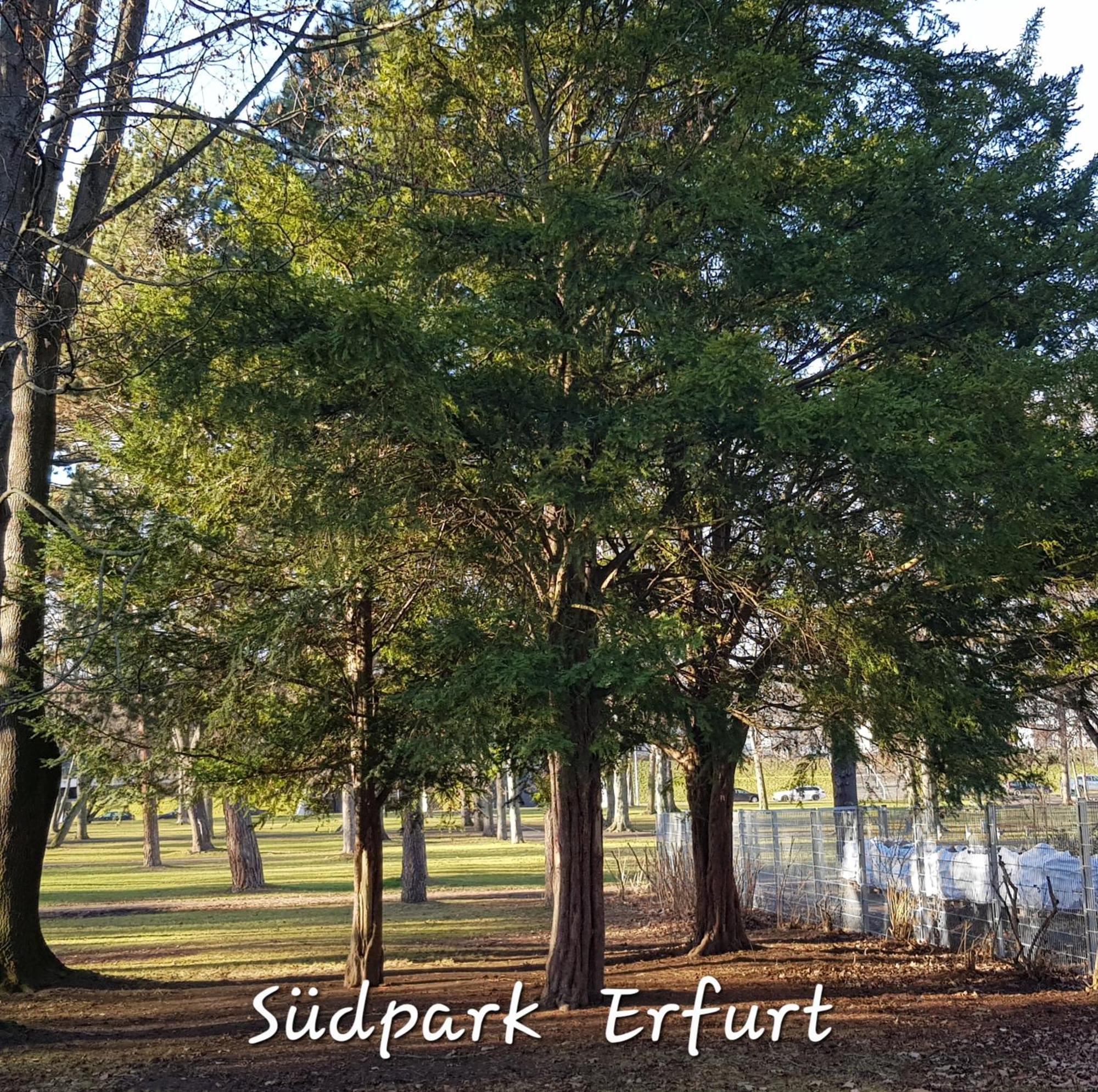 Apartment Am Suedpark Erfurt - Inkl Garten Mit Sitzlounge - Zentrumsnah Exteriör bild